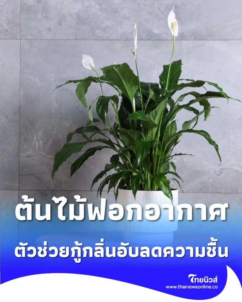 ต้นไม้ในห้องน้ำ, ต้นไม้ดูดความชื้น, ต้นไม้ฟอกอากาศ, วิธีลดกลิ่นอับในห้องน้ำ, ต้นไม้ลดเชื้อรา, ตัวช่วยกู้กลิ่นอับลดความชื้น