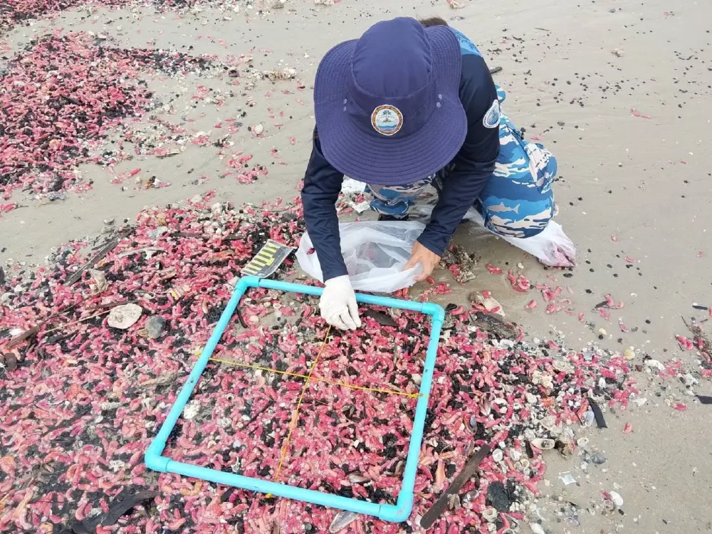 อ.ธรณ์ เฉลยแล้วมาจากไหน ปลิงทะเลสีชมพู เกยตื้นเกลื่อนหาดระยอง