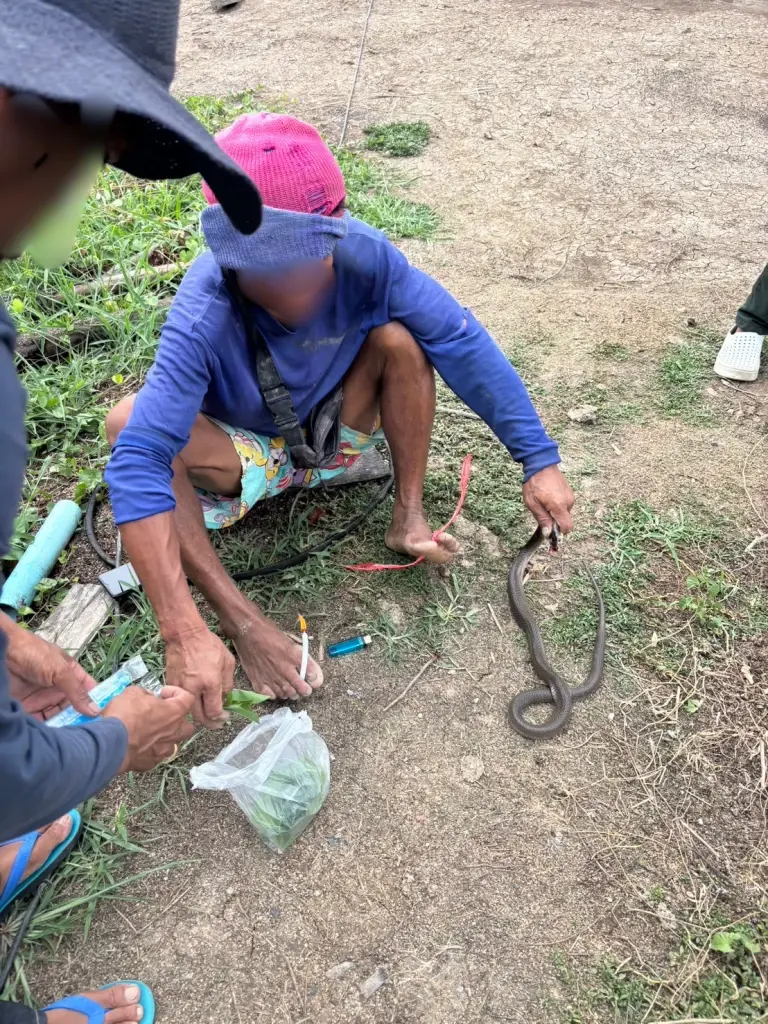ชายโดนงูเห่ากัด ปฏิเสธไปหาหมอ ท่องคาถาเคี้ยวใบน้อยหน่ารอดเฉย