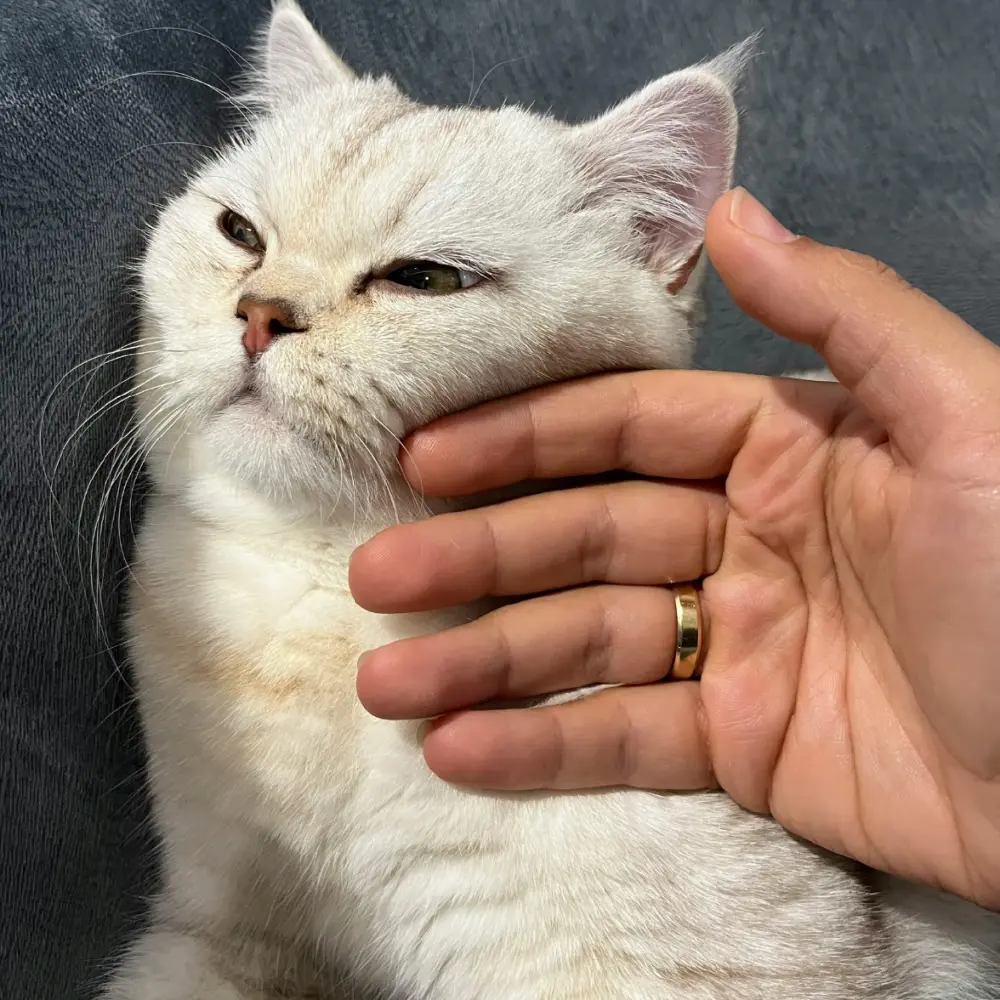 "5 สัญญาณเตือนที่บอกว่า... น้องแมวกำลังแอบป่วย (แต่ไม่ยอมบอกคุณ)"