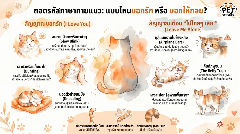 ถอดรหัสภาษากายแมว แบบไหนบอกรัก แบบไหนเป็นกับดักเตรียมขย้ำ?