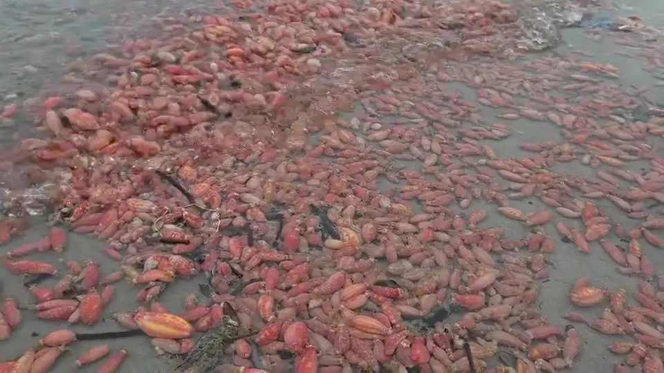 ปลิงทะเลสีชมพู เกยตื้นหาดสวนสนรอบ 2 ชาวบ้านแห่ดูพร้อมเผยคำทำนาย