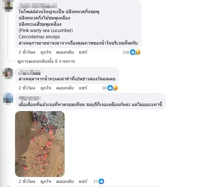 เฉลยแล้วตัวอะไร สีชมพูเกยตื้นนับล้าน ผู้เชี่ยวชาญเร่งหาสาเหตุ