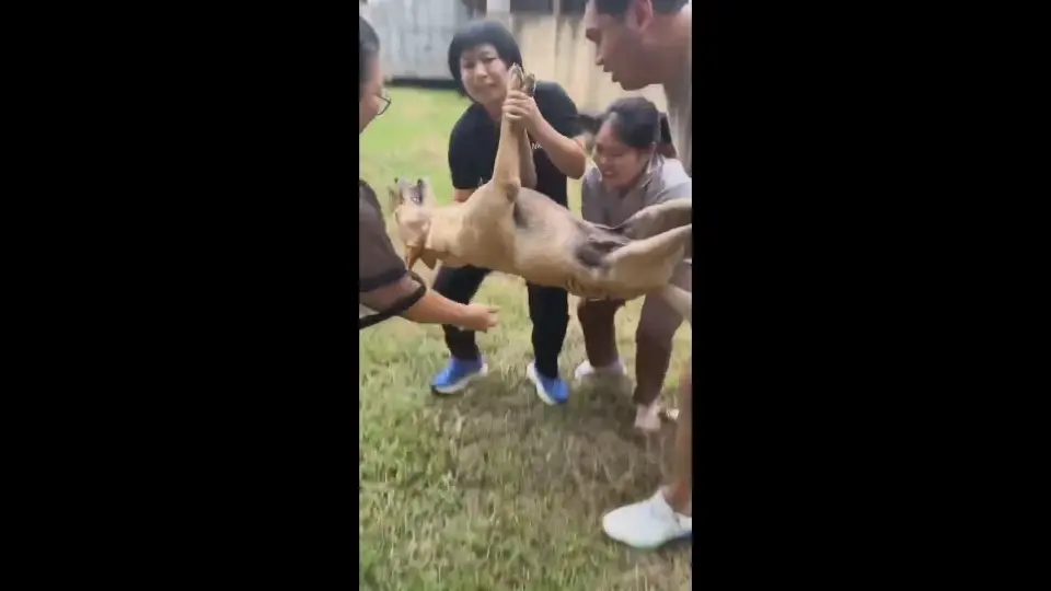 นาทีชีวิต! เจ้าไข่นุ้ยสุนัขแสนรู้พลาดท่า ถูกงูเห่าฉกปาก