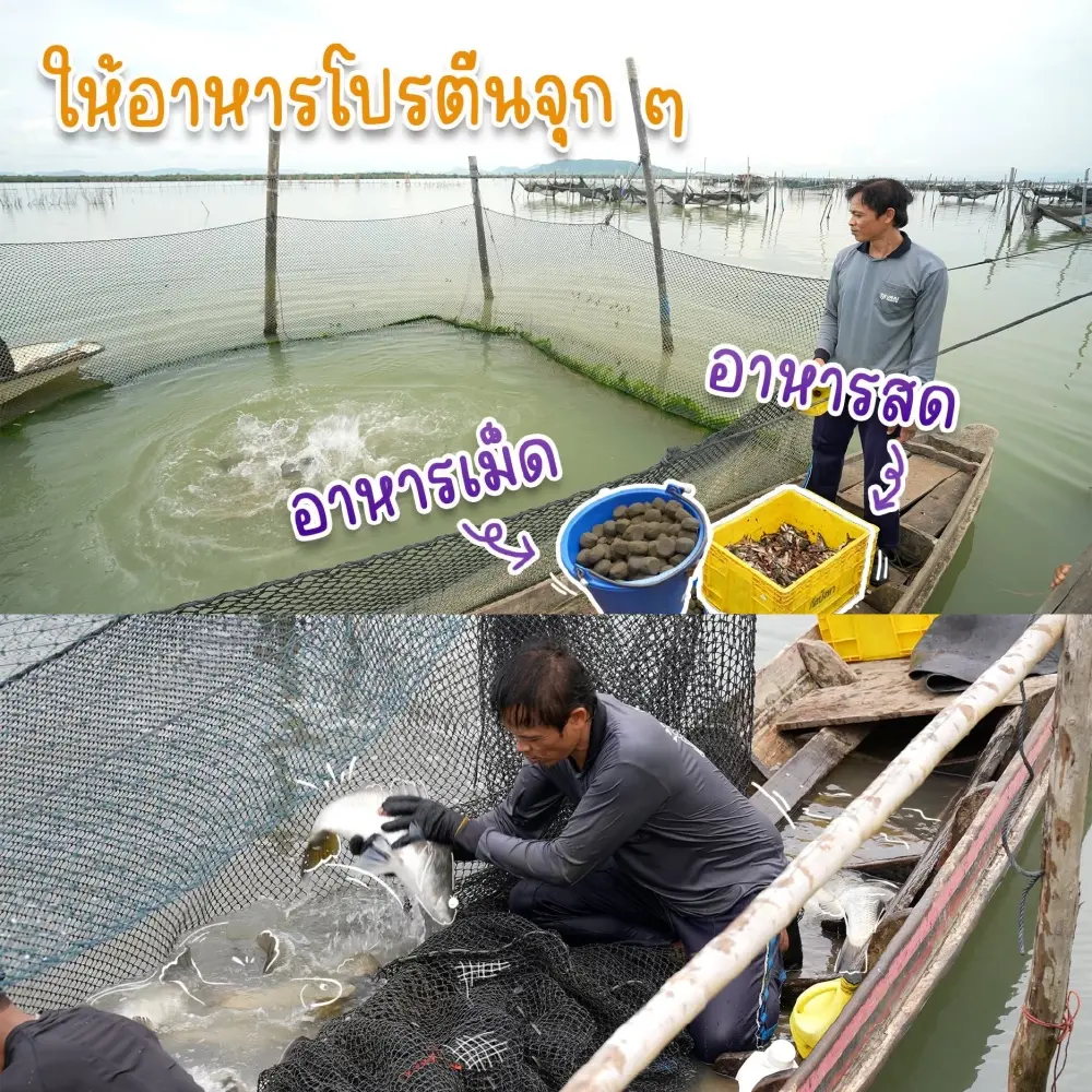 “ปลากะพงสามน้ำทะเลสาบสงขลา” เจาะลึกกระบวนการผลิตตามมาตรฐาน GI ตอกย้ำคุณภาพวัตถุดิบพรีเมียม