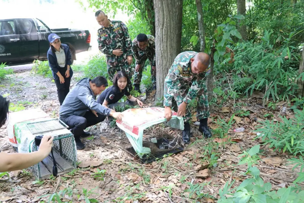 อช.ภูผาเทิบ ปล่อยลูกแมวดาวและพังพอนคืนสู่ธรรมชาติ