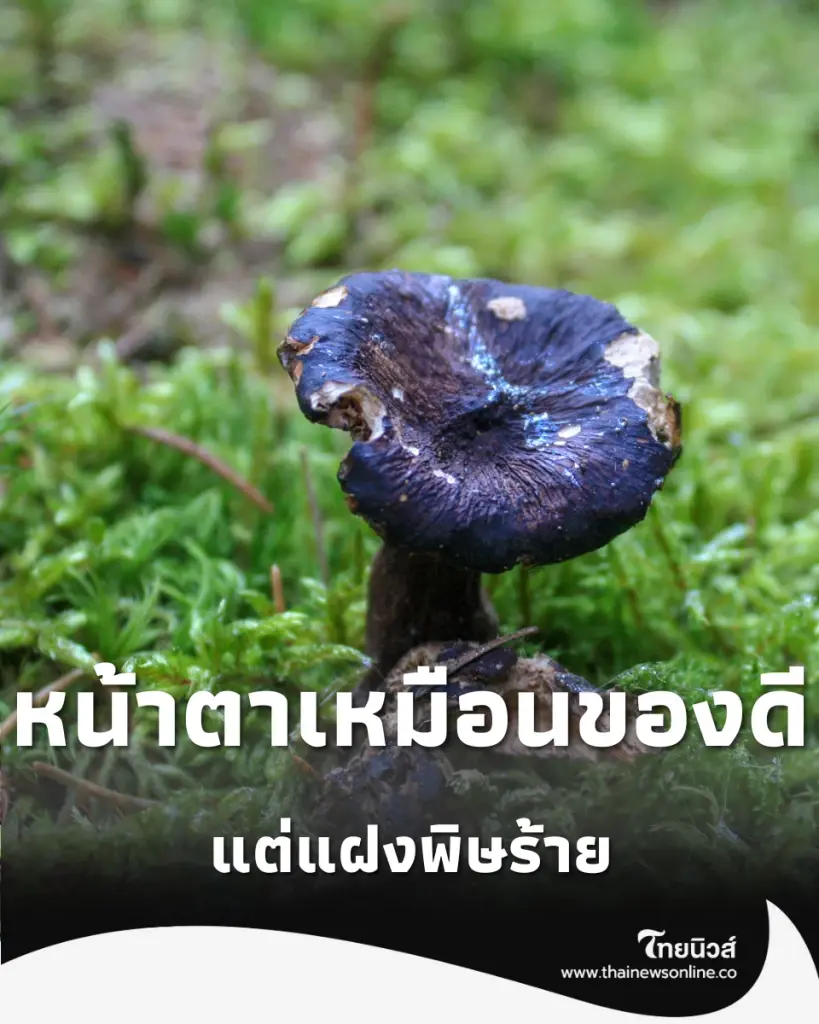 ทำความรู้จัก เห็ดผึ้งถ่าน หน้าตาเหมือนของดีแต่แฝงพิษร้าย