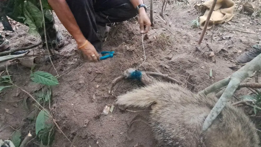 นาทีชีวิต! ช่วย หมูหริ่ง ติดบ่วงสลิงพรานป่ารอดปาฏิหาริย์