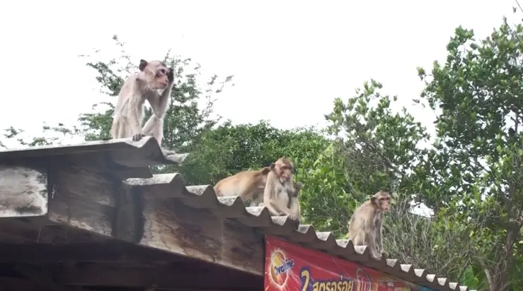 นาทีระทึก! ลิงลพบุรี เกือบร้อยตัวแหกกรง ลุยพังบ้านชาวบ้านกลางดึก
