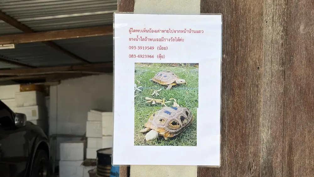 กินไม่ได้นอนไม่หลับ! เต่าลูกรัก หายนาน 16 วัน ใครพบมีเงินรางวัล