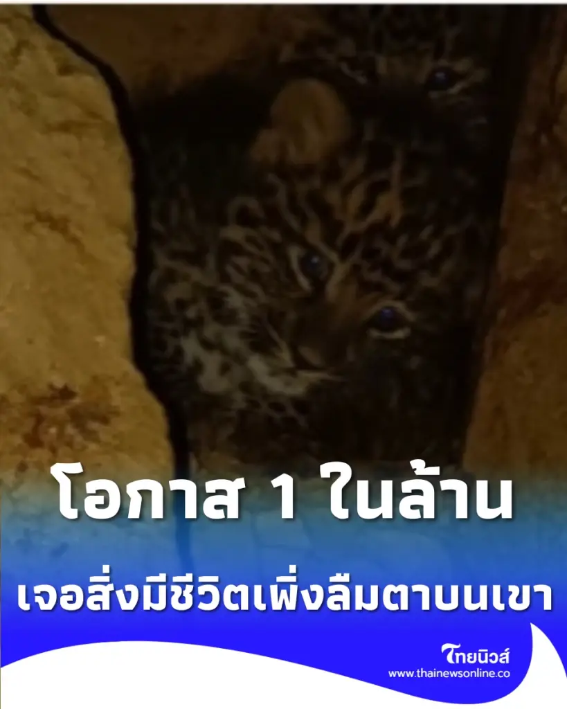 นึกว่าตาฝาด ชาวบ้านขึ้นเขาไปเก็บถั่งเช่า แต่สิ่งที่เจอในถ้ำทำเอาใจหายแวบ