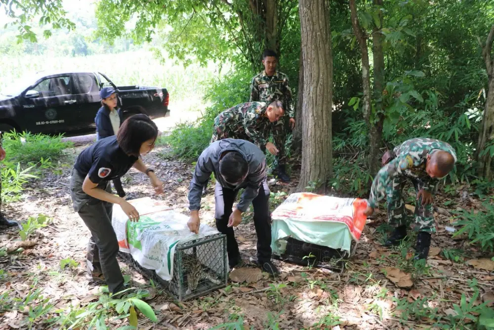 อช.ภูผาเทิบ ปล่อยลูกแมวดาวและพังพอนคืนสู่ธรรมชาติ