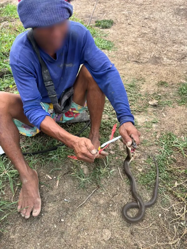 ชายโดนงูเห่ากัด ปฏิเสธไปหาหมอ ท่องคาถาเคี้ยวใบน้อยหน่ารอดเฉย