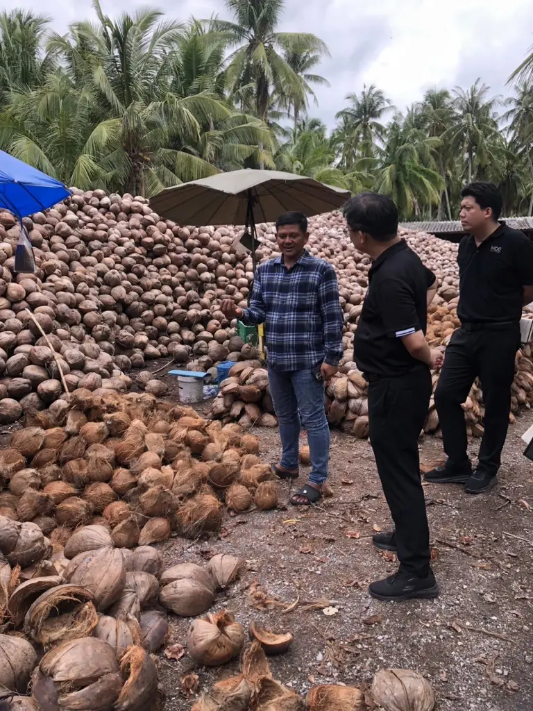 กู้ราคามะพร้าวตกต่ำ พาณิชย์ดันโรงงานรับซื้อเพิ่ม 2.5 ล้านลูก