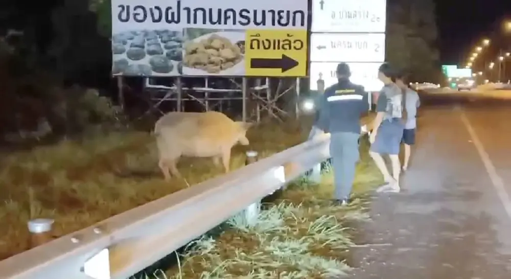 แม่ควายเผือกท้องแก่หนีตายข้ามอำเภอโผล่วัด ชาวบ้านช่วยไถ่ชีวิต