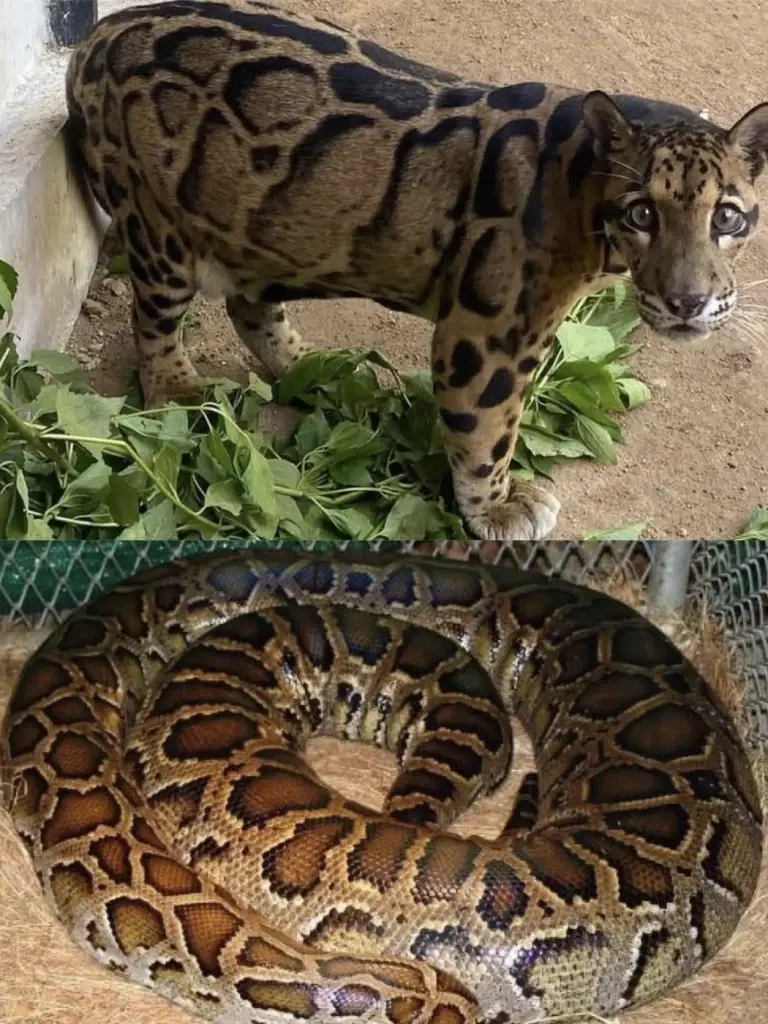 ตัวตึงเขาเขียว! โซเชียลแห่แซว เสือหรืองูเหลือม