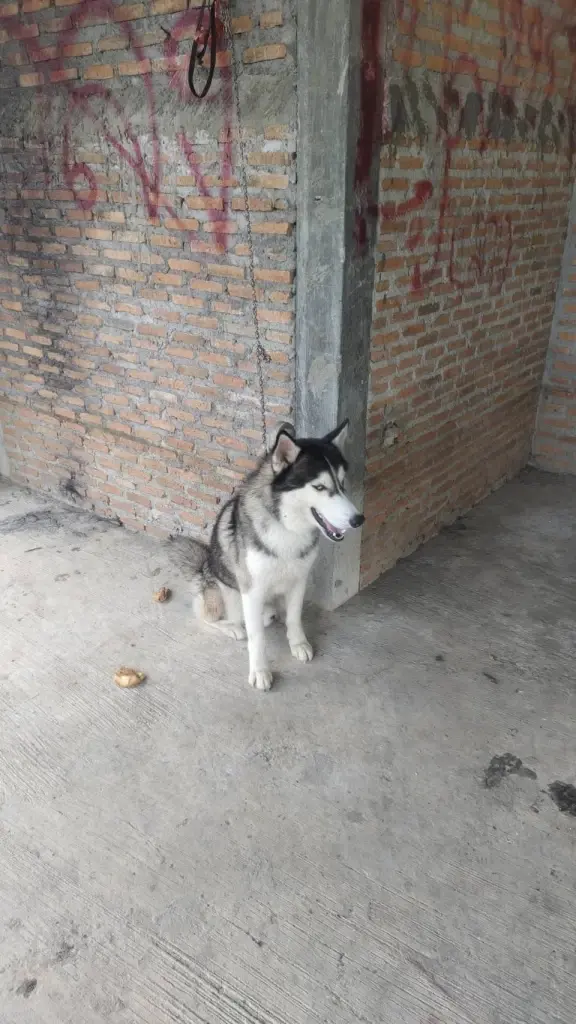 เวทนา ไซบีเรียนถูกมัดทิ้งรอวันสิ้นใจ ล่าสุดได้ชีวิตใหม่