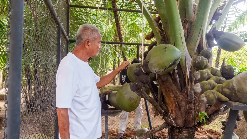 สวนนงนุชผ่า มะพร้าวทะเล 1.2 ล้าน เปิดข้างใน ครั้งแรกที่ได้เห็น