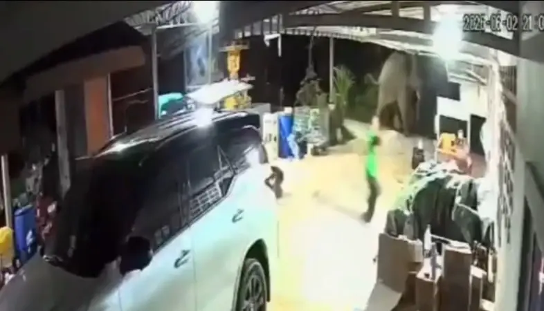 นาทีชีวิต! ช้างป่าคลั่งวิ่งปรี่ชนเด็ก 5 ขวบวิ่งหนีโกลาหล