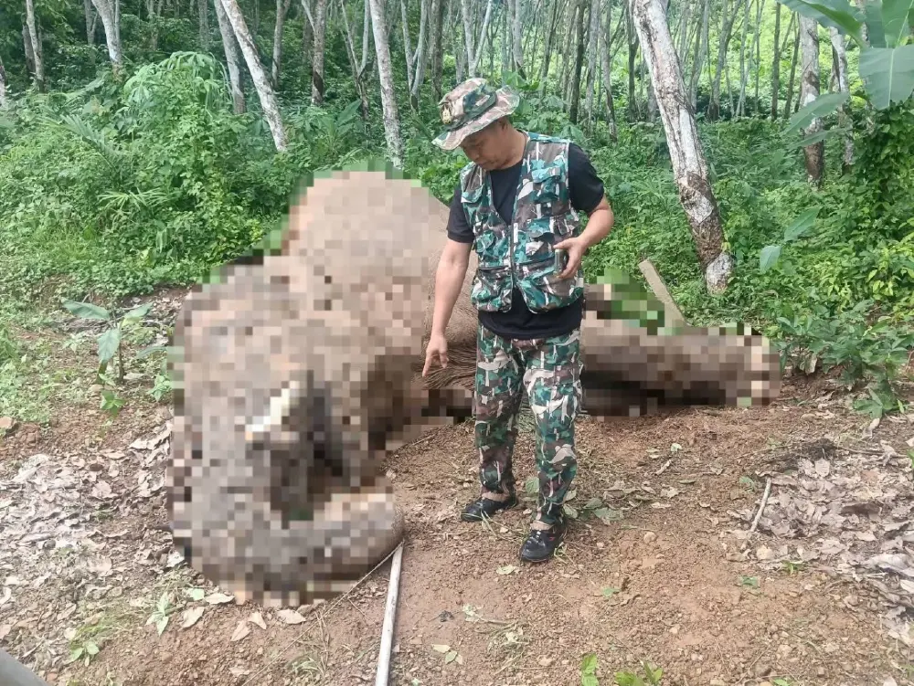 สลด! ช้างป่าดับคาสวนทุเรียนจันทบุรี พบเงื่อนงำสายไฟพันงวง