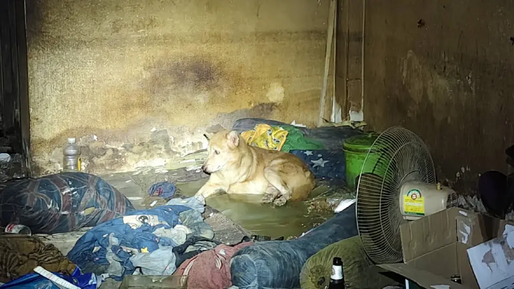 สุนัข3ขาเฝ้าศพเจ้านาย ดับคาห้องพร้อมอุปกรณ์เสพ เร่งส่งชันสูตรหาสาเหตุ