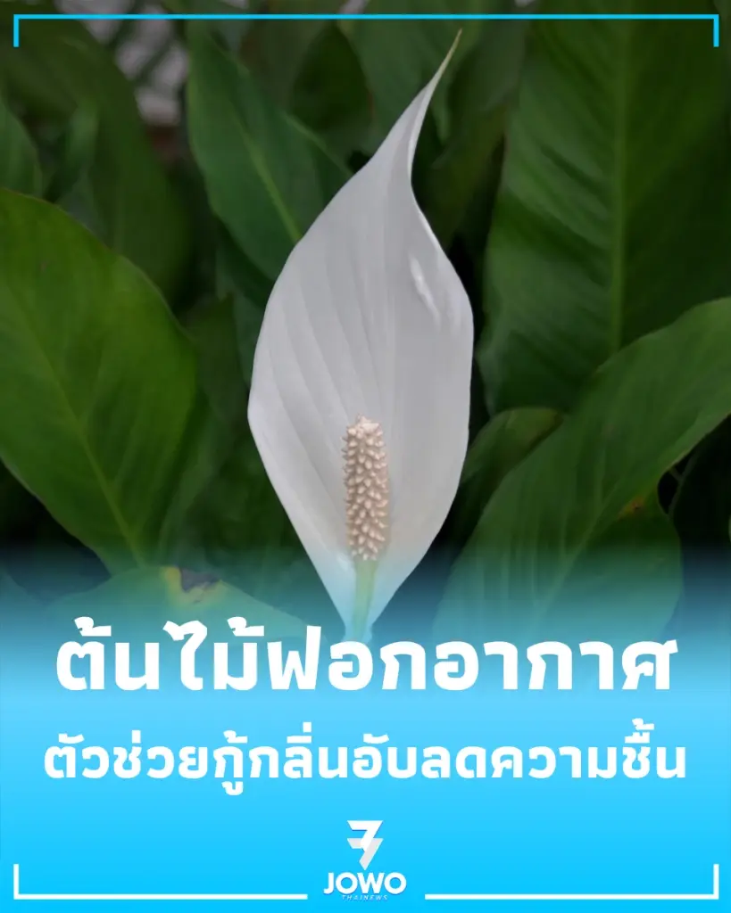 8 ต้นไม้ฟอกอากาศในห้องน้ำ ตัวช่วยกู้กลิ่นอับและลดความชื้น