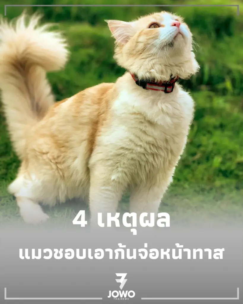 ความลับใต้หาง 4 เหตุผล ทำไมแมวชอบ เอาตูดจ่อหน้าทาส