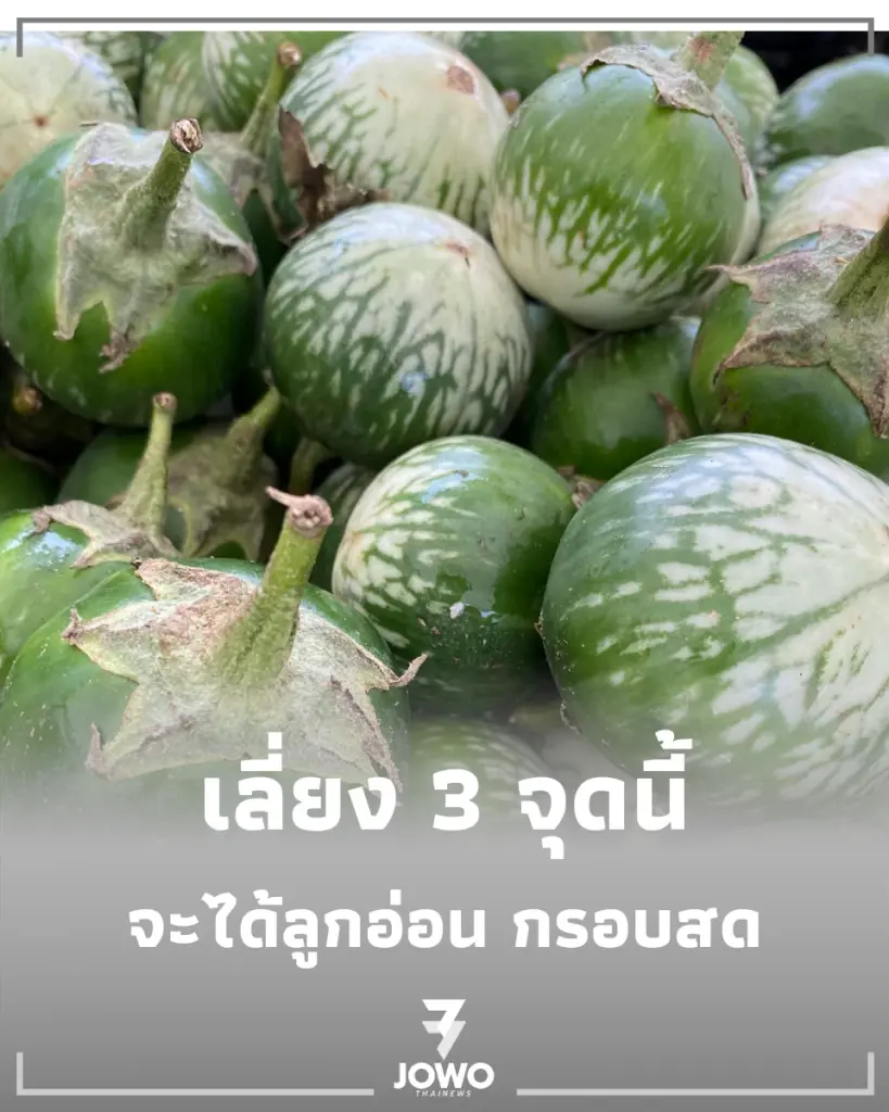 เลือก มะเขือเปราะ ให้ได้ลูกอ่อน จุดสังเกตง่ายๆ ที่พ่อค้าแม่ค้าไม่ยอมบอกคุณ