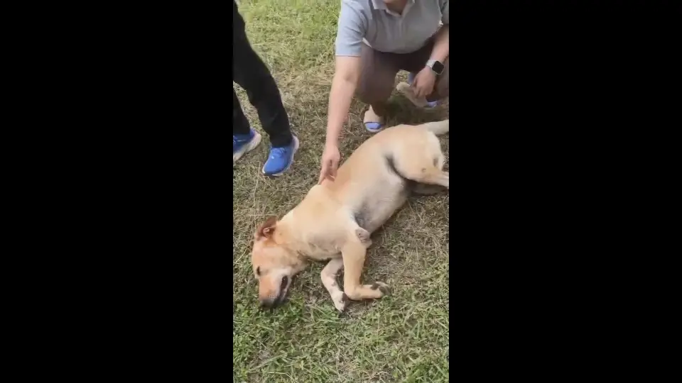 นาทีชีวิต! เจ้าไข่นุ้ยสุนัขแสนรู้พลาดท่า ถูกงูเห่าฉกปาก