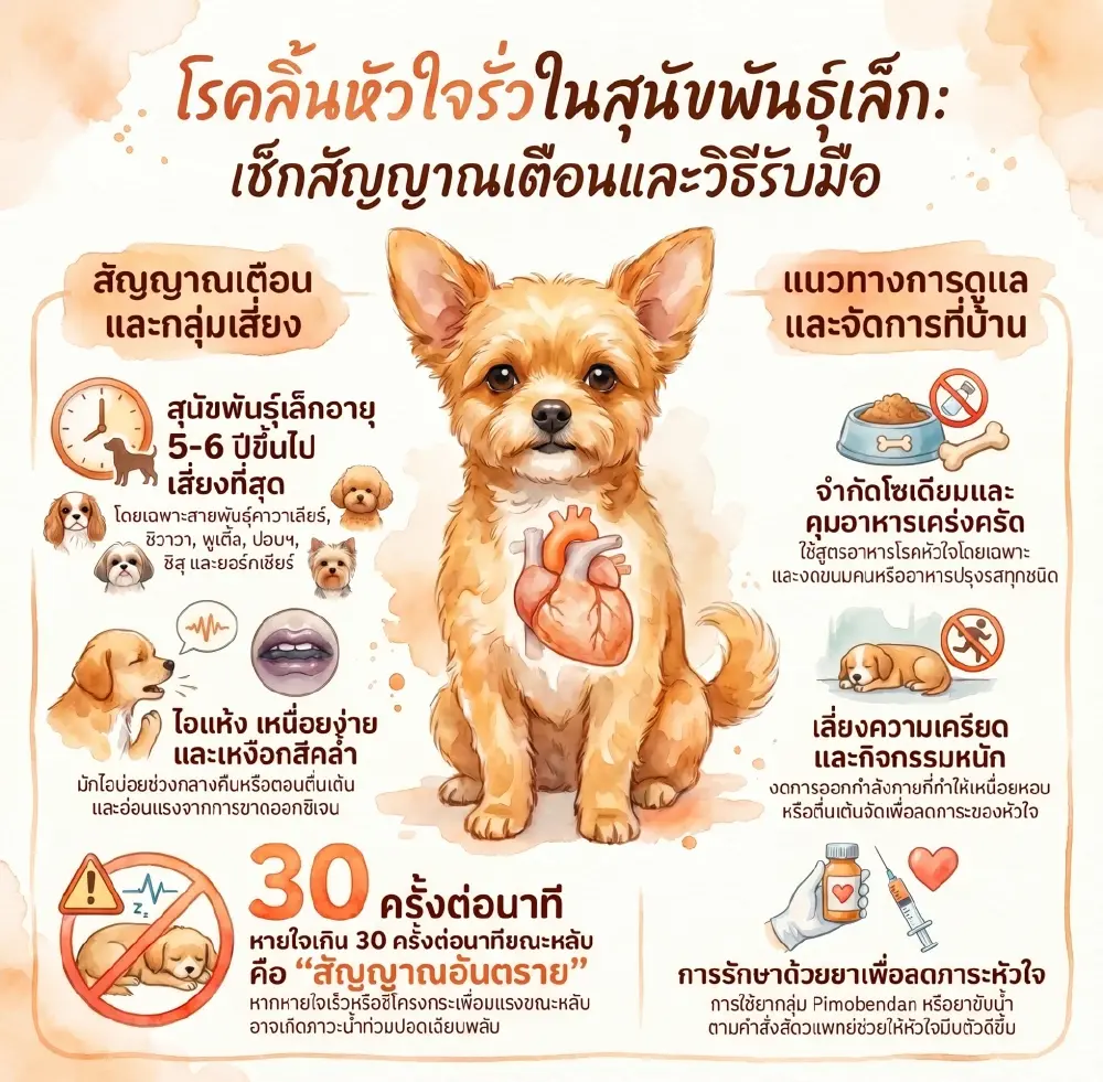 ลิ้นหัวใจรั่ว สุนัขพันธุ์เล็กเสี่ยง! เช็กอาการหัวใจล้มเหลว