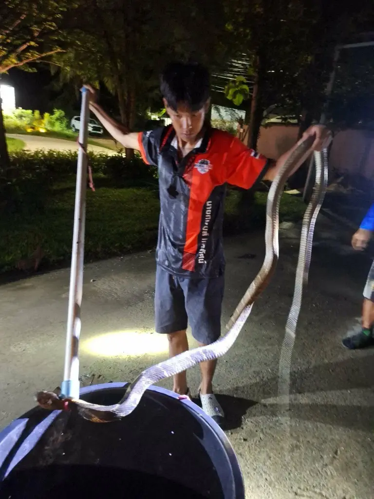 ผวาทั้งชุมชน งูจงอางยักษ์โผล่กลางซอย เห็นขนาดจริงยิ่งขนลุก