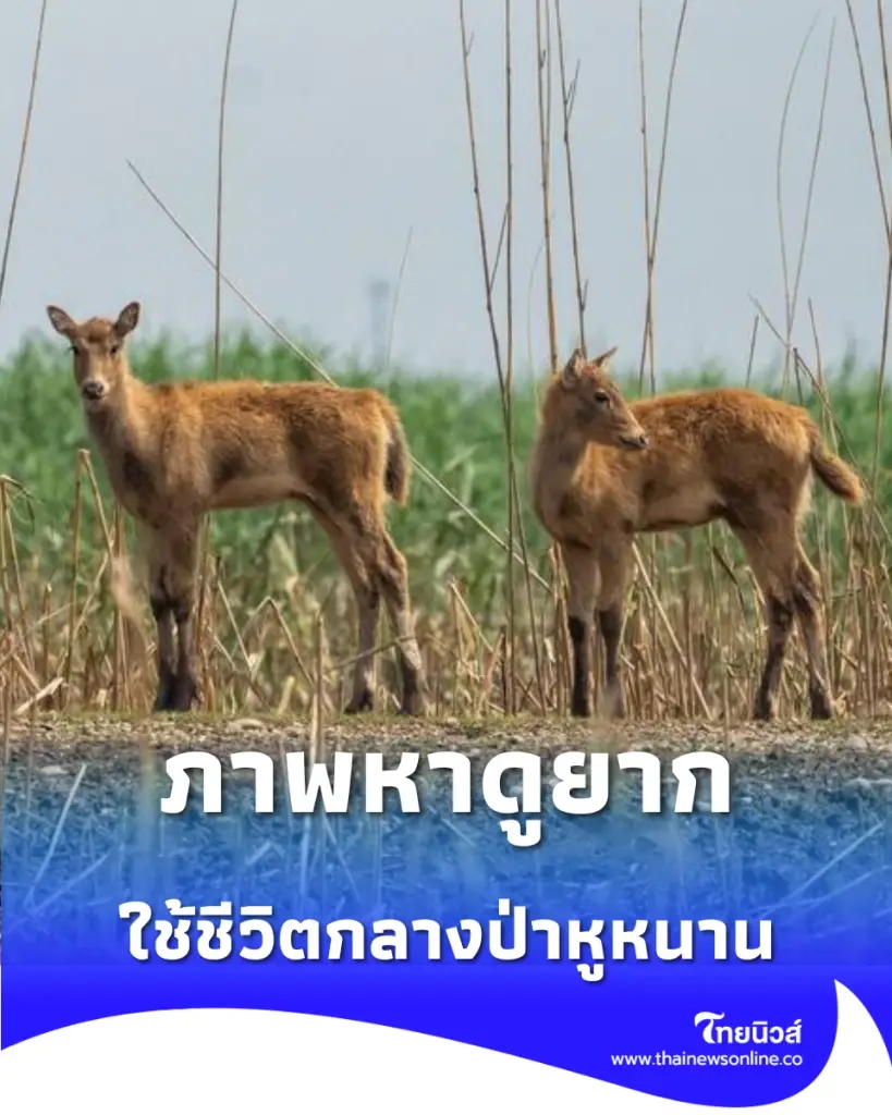 ภาพหาดูยาก ฝูงกวางหมีลู่กว่า 170 ตัว อพยพหนีน้ำสูง ใช้ชีวิตกลางป่าหูหนาน