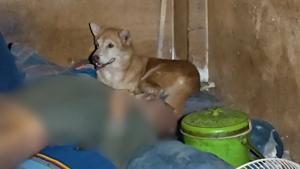 สุนัข3ขาเฝ้าศพเจ้านาย ดับคาห้องพร้อมอุปกรณ์เสพ เร่งส่งชันสูตรหาสาเหตุ
