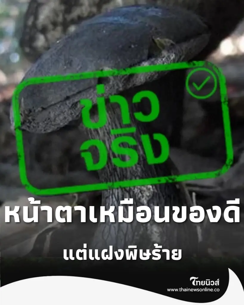 ทำความรู้จัก เห็ดผึ้งถ่าน หน้าตาเหมือนของดีแต่แฝงพิษร้าย