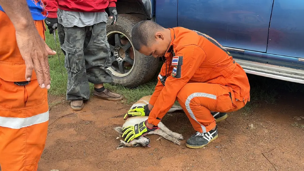 กู้ภัยบุรีรัมย์ปั๊มหัวใจ CPR ยื้อชีวิตแม่หมาจรจัดรอดหวุดหวิด