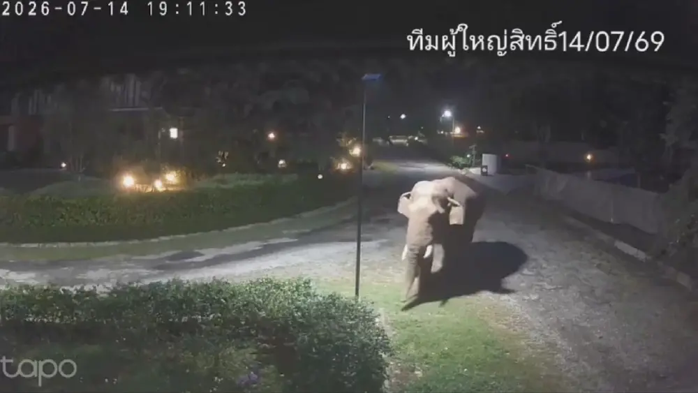 ตื่นเต้นทั้งหมูสี! 2 ช้างป่าเขาใหญ่ บุกหมู่บ้าน-รื้อร้านค้าริมทาง
