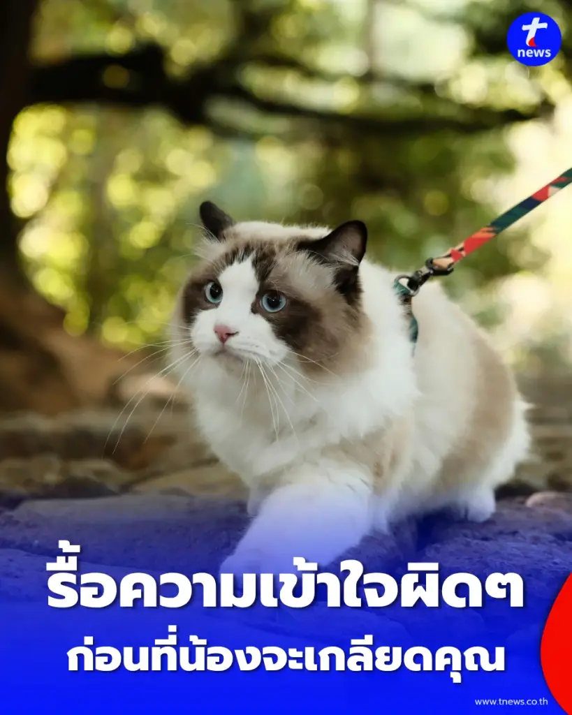 เปิดโปงเหตุผลแมวชอบเดินหนี คุณอาจทำร้ายน้องไม่รู้ตัว