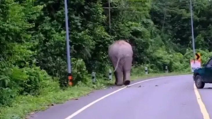 ดราม่าสนั่น! ภาพไฟจ่อตา พลายสาริกา เจ้าหน้าที่แจงยิบ ยืนยันช้างปลอดภัย