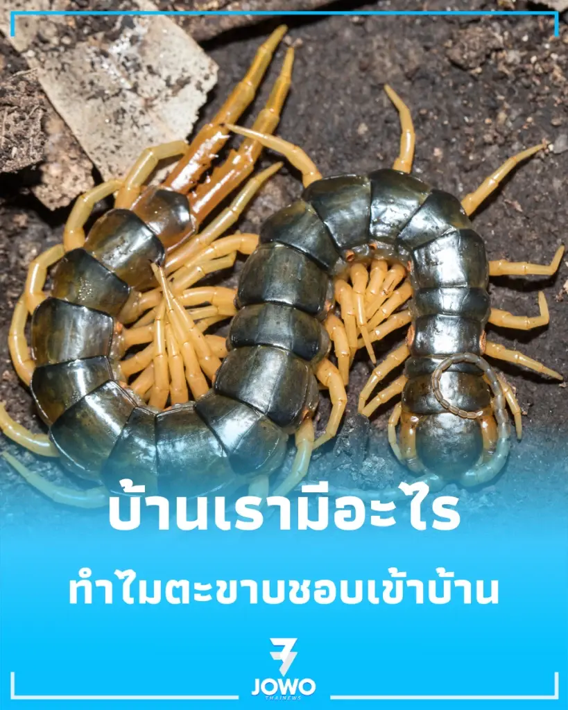 ทำไมตะขาบชอบเข้าบ้านช่วงหน้าฝน