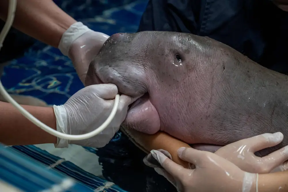 สุดยื้อ! ลูกพะยูนระนองพลัดหลงฝูงเสียชีวิตแล้ว แม้ทีมแพทย์เร่งช่วยชีวิต