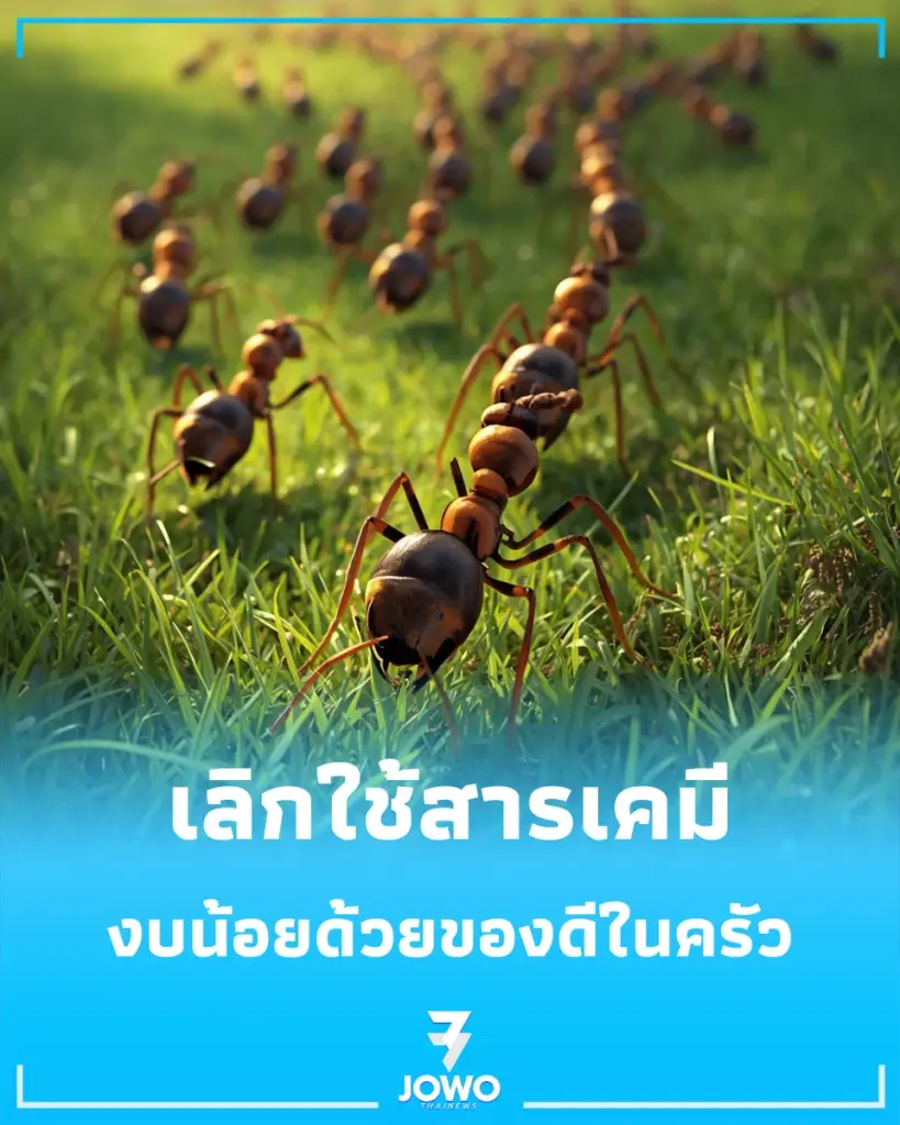 เลิกใช้สารเคมี วิธีปราบมดใต้กระถางฉบับงบน้อย ด้วยของดีในครัว