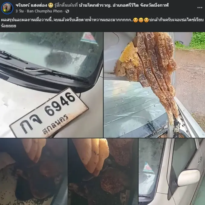 เจ้าของเปิดท้ายรถ เจอผึ้งทำรังเต็มคัน ชาวเน็ตแห่ส่องทะเบียน