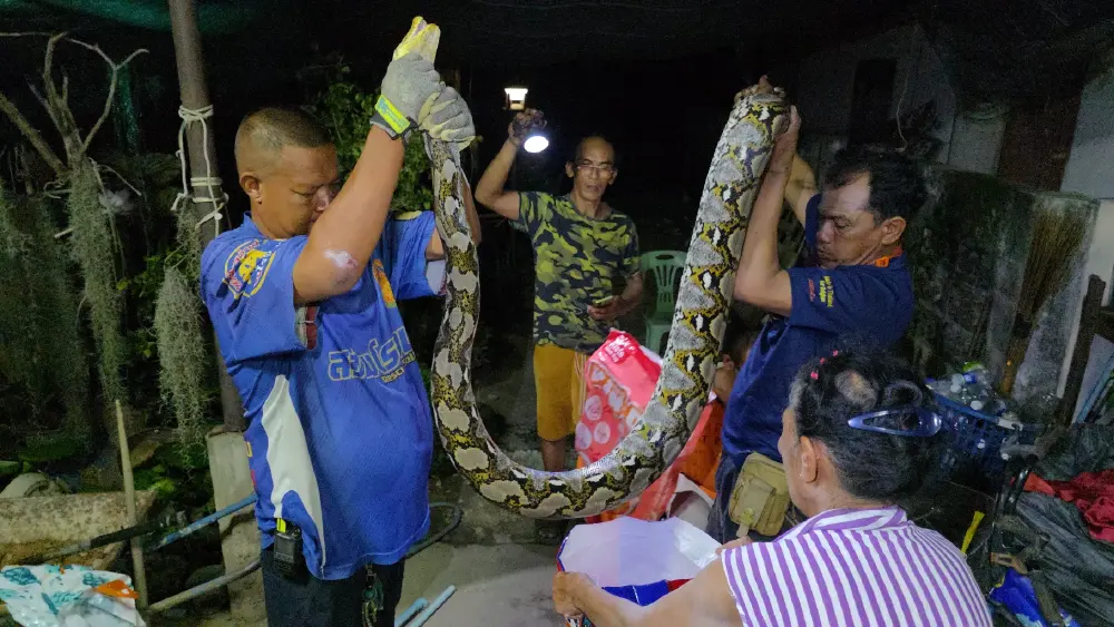 เปิดบ้านเลขที่ งูเหลือมยักษ์ 4 เมตร บุกบ้านยายวัย 75 ปี
