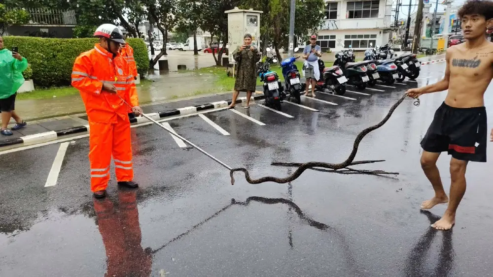 กรี๊ดลั่นแยกชาร์เตอร์! งูเหลือมยักษ์ 2 เมตรโผล่กลางเมืองภูเก็ต