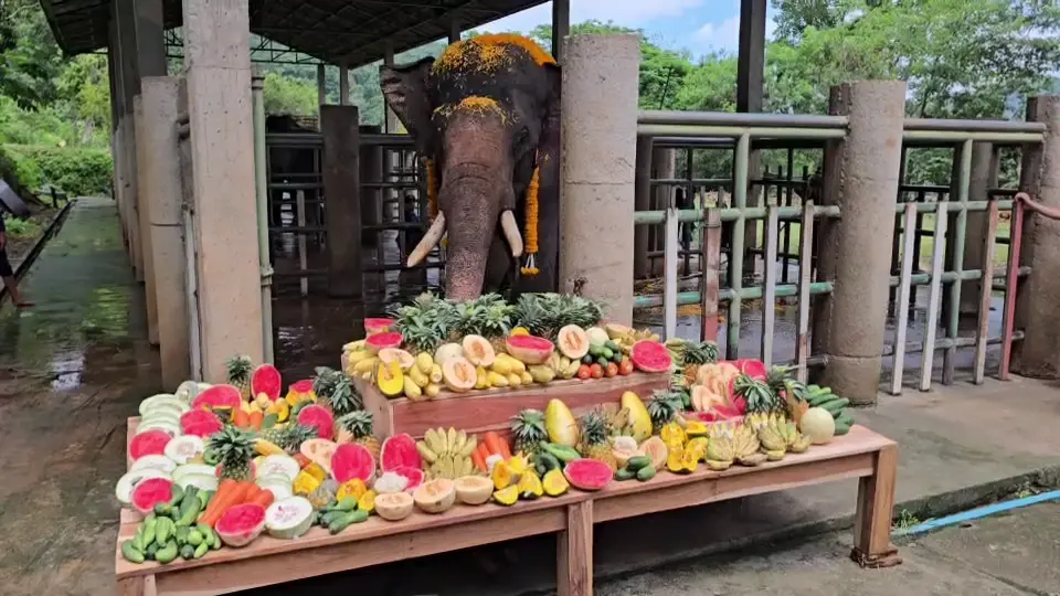 ชีวิตใหม่ตระกูลแสน! พระครูอ๊อดไถ่ชีวิต "พลายไข่แดง" เชือกที่ 26
