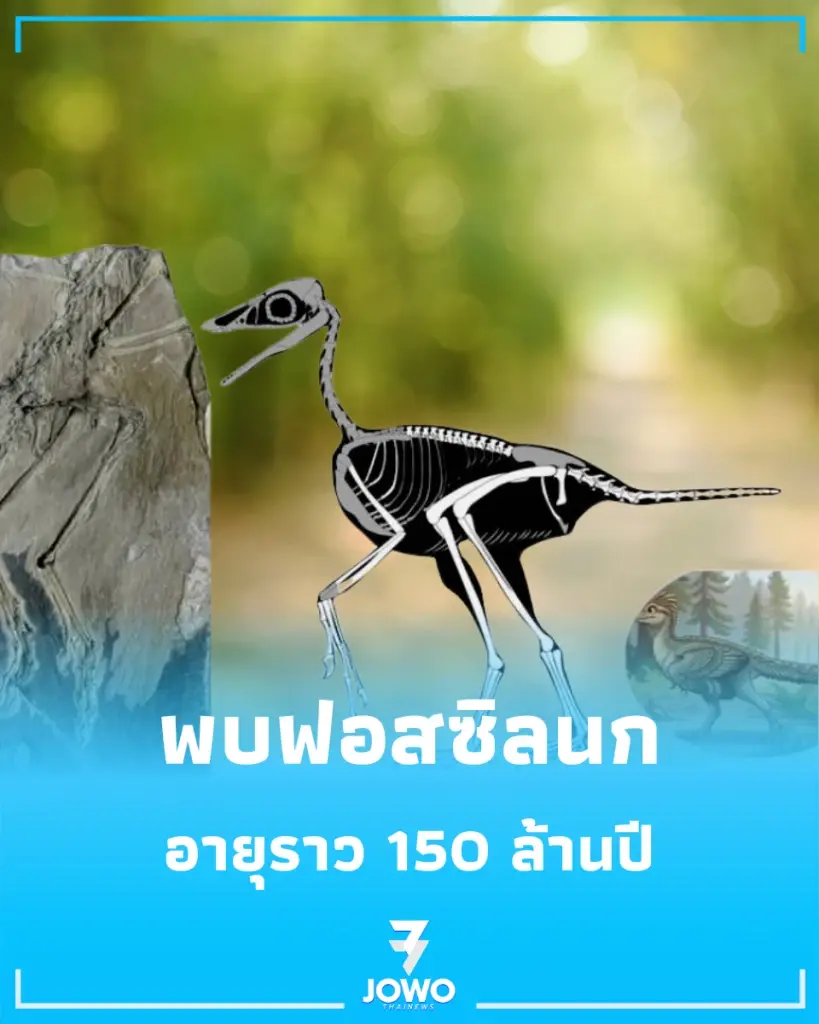 ท้าทายกฎวิทยาศาสตร์ นักวิจัยจีนพบความลับในฟอสซิลนก ที่ไม่มีใครคาดคิด
