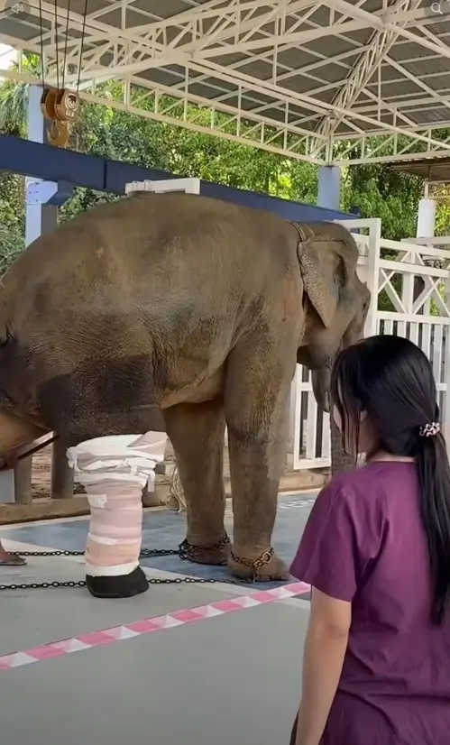 "หมอโบว์"เผยเอง ภาพเอกซเรย์ "พี่เดียว" ช้างขาหัก เห็นแล้วชื่นใจ
