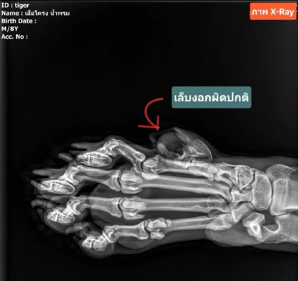 กรมอุทยานฯ ส่งสัตวแพทย์รักษาสองเสือโคร่งภูเขียว