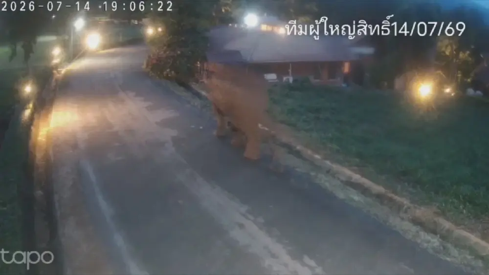 ตื่นเต้นทั้งหมูสี! 2 ช้างป่าเขาใหญ่ บุกหมู่บ้าน-รื้อร้านค้าริมทาง