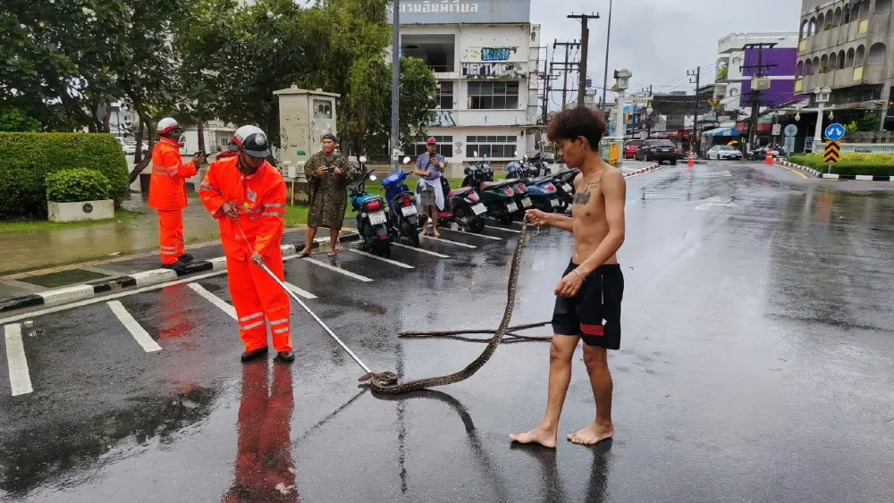 กรี๊ดลั่นแยกชาร์เตอร์! งูเหลือมยักษ์ 2 เมตรโผล่กลางเมืองภูเก็ต